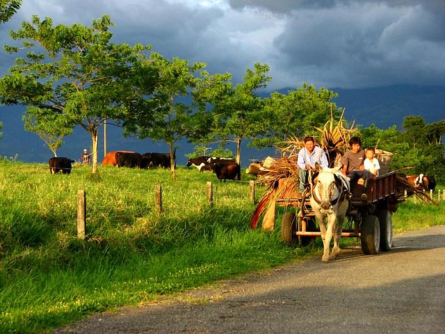 Camino veredal en La Tebaida Quindío