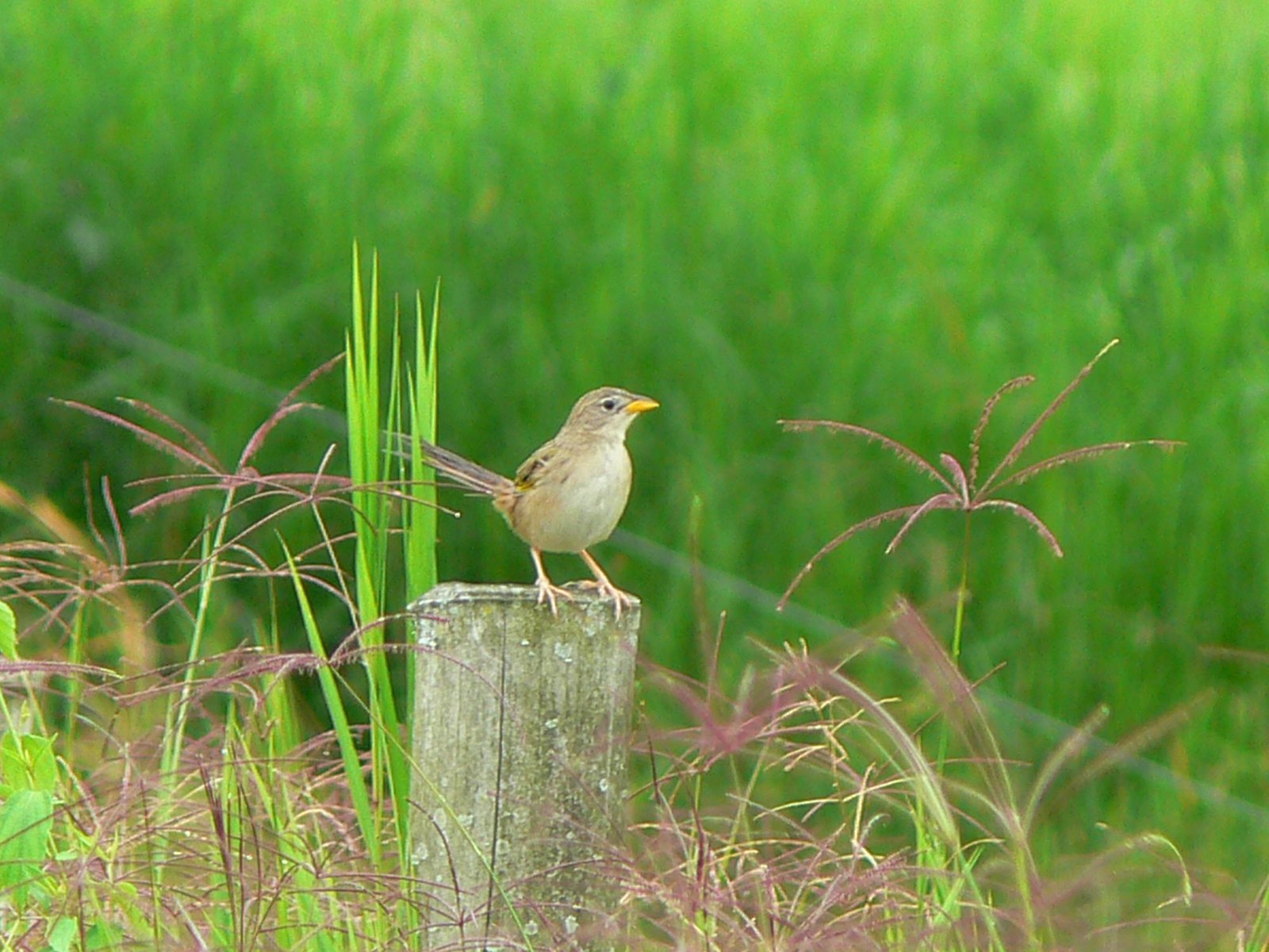 SABANERO COLUDO (Emberizoides herbicola) La Tebaida, 11 sep 2007 (9)_com