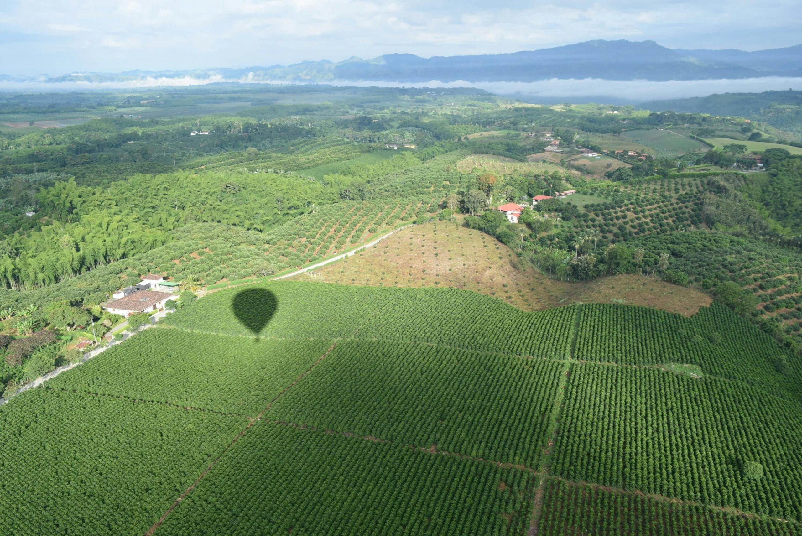 Paisajes de Cafetales del Quindío